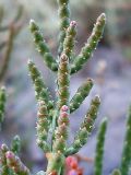 Salicornia perennans