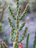 Salicornia perennans. Часть соцветия. Ростовская обл., дельта Дона, Азовский р-н, окр. хутора Курган, засолённый участок песчаного луга. 19.08.2013.