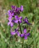 Hesperis sibirica
