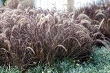 Pennisetum setaceum