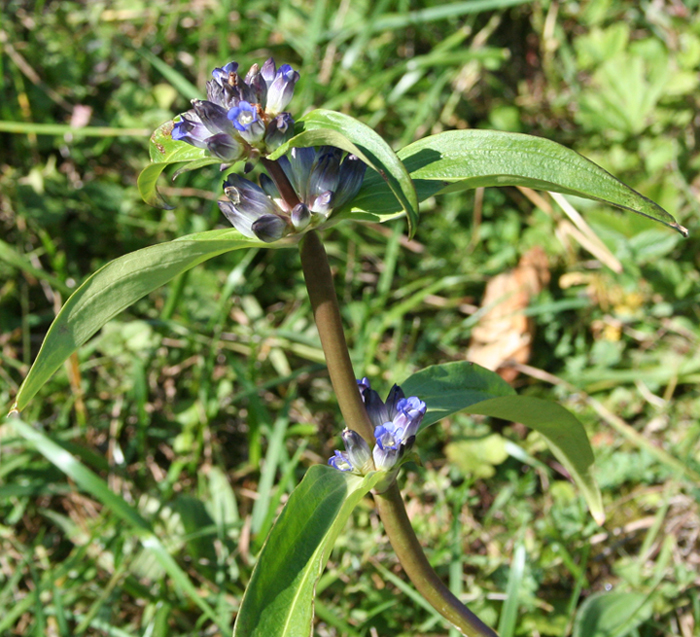 Image of Gentiana macrophylla specimen.