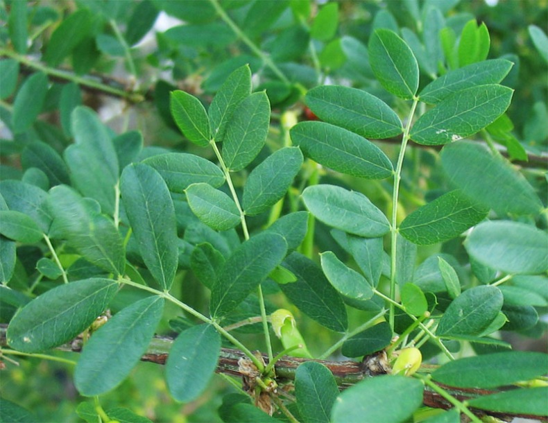 Image of Caragana arborescens specimen.