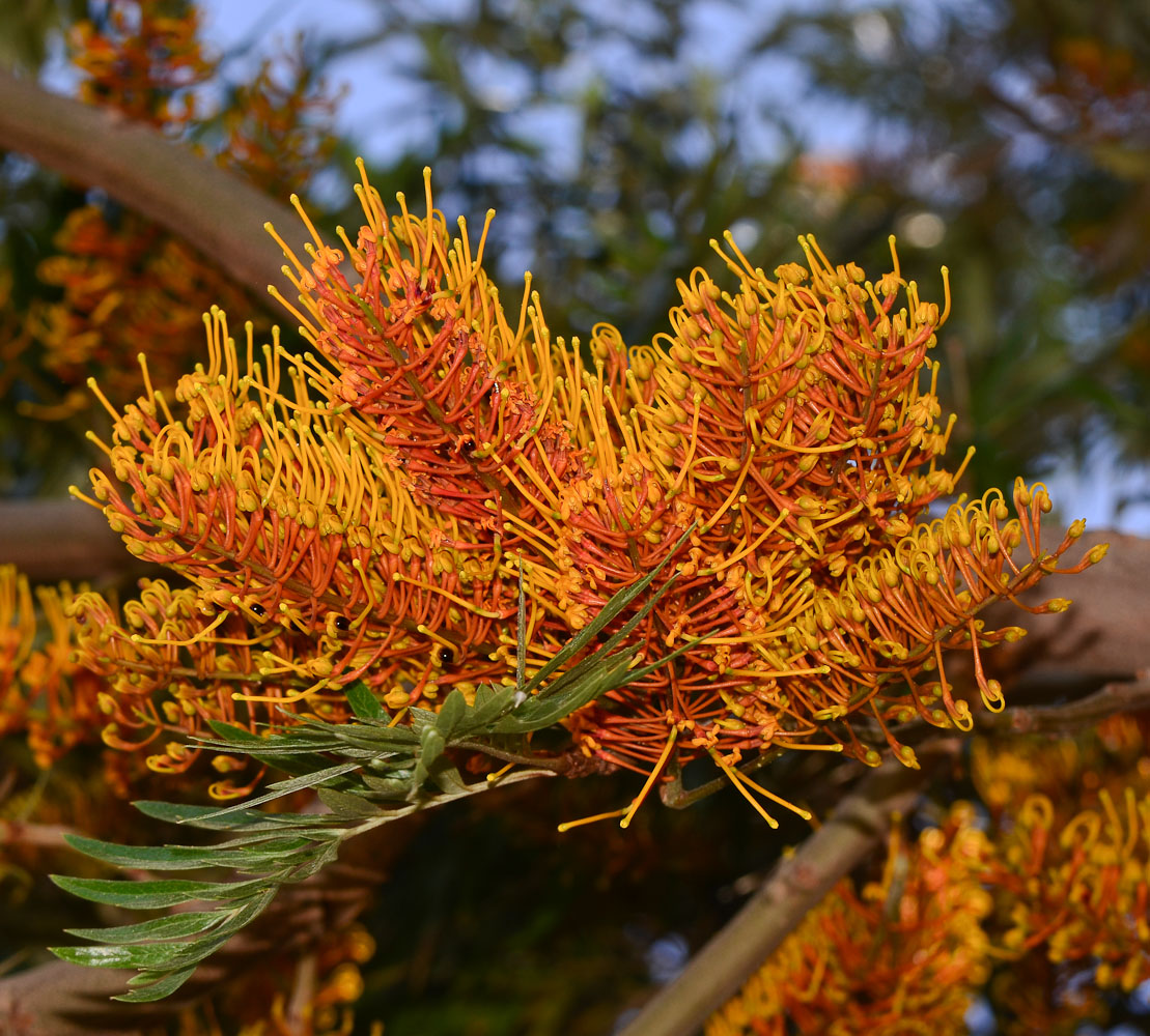 Image of Grevillea robusta specimen.