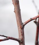 genus Salix