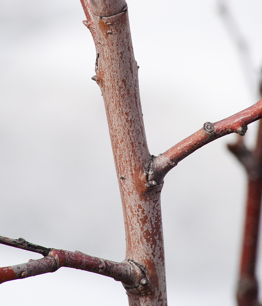 Image of genus Salix specimen.