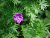 Geranium sanguineum. Цветок и листья. Краснодарский край, Туапсинский район, отрог ГКХ близ скалы Зуб, поляна в лиственном лесу. 17.05.2014.