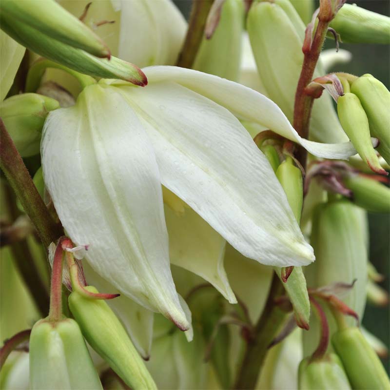 Изображение особи Yucca gloriosa.