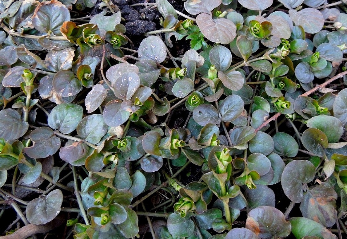Image of Lysimachia nummularia specimen.