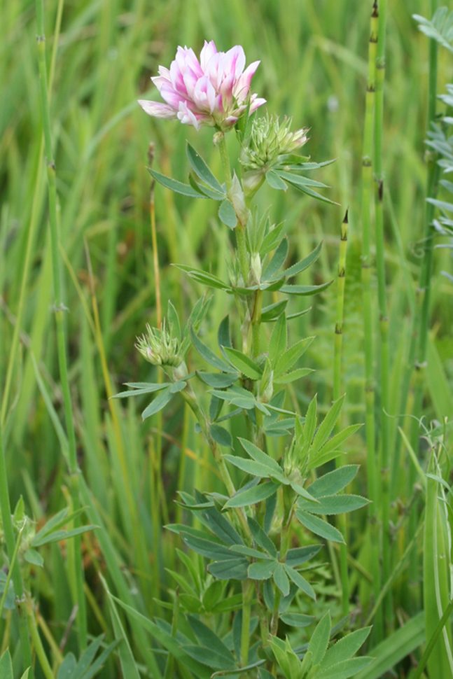 Image of Trifolium lupinaster var. albiflorum specimen.