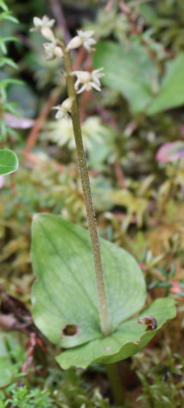 Image of Listera cordata specimen.