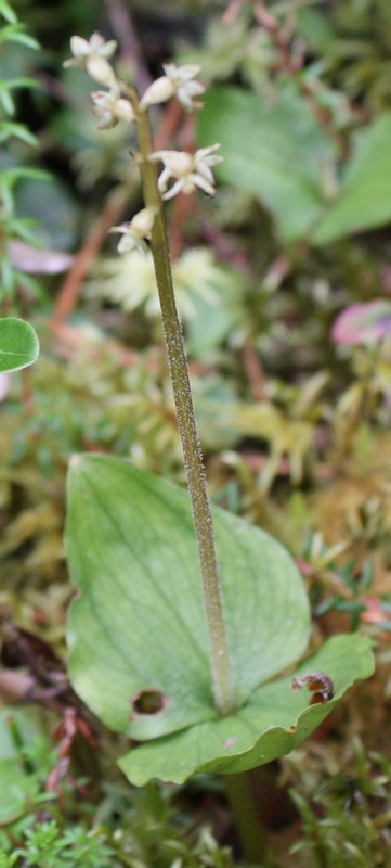 Изображение особи Listera cordata.