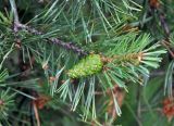 Pinus sylvestris. Верхушка ветви с незрелой шишкой. Псковское озеро, остров Верхний. 14.06.2014.
