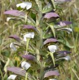 Acanthus spinosus