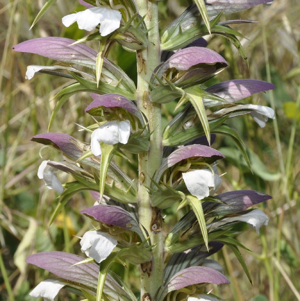 Image of Acanthus spinosus specimen.