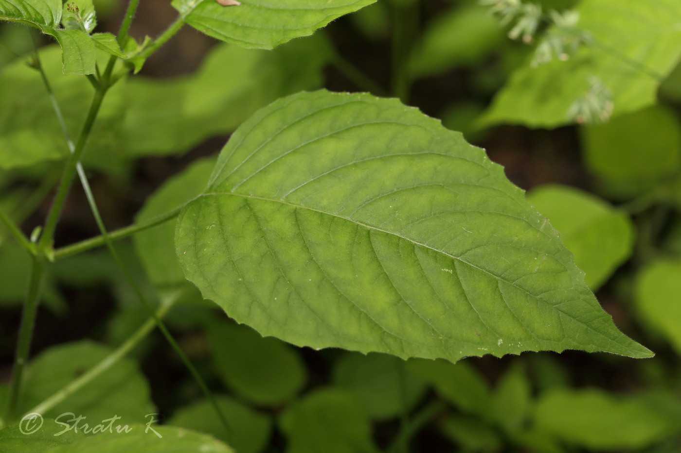 Изображение особи Circaea lutetiana.