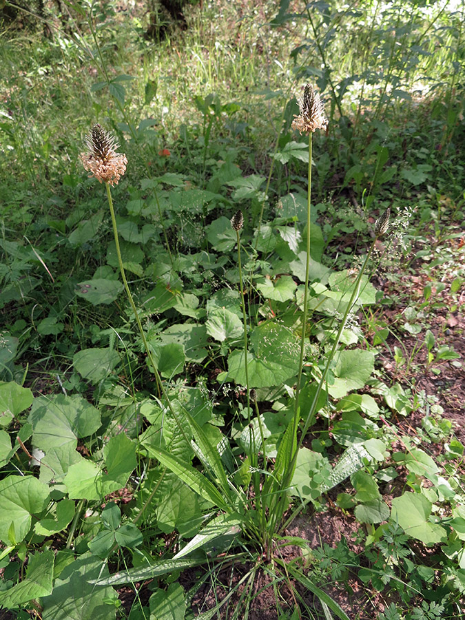 Изображение особи Plantago lanceolata.