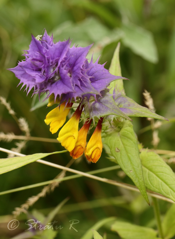 Image of Melampyrum nemorosum specimen.