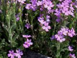 Erinus alpinus. Побеги с цветками. Германия, г. Дюссельдорф, Ботанический сад университета. 04.05.2014.