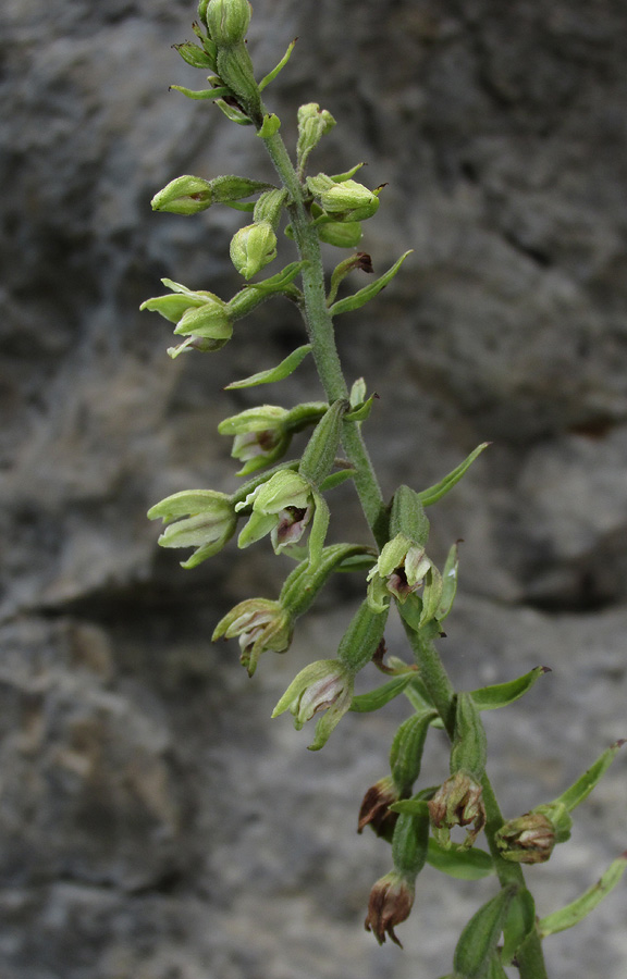 Image of Epipactis krymmontana specimen.