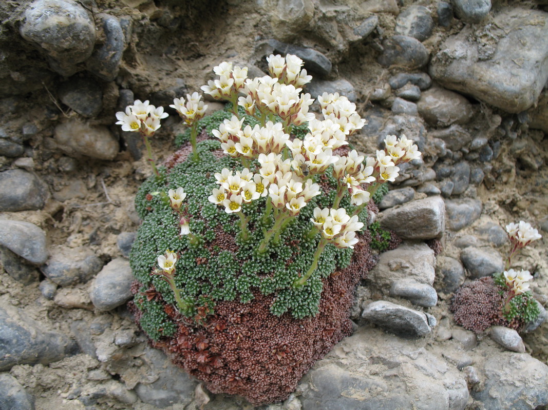 Изображение особи Saxifraga alberti.