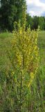 Verbascum lychnitis