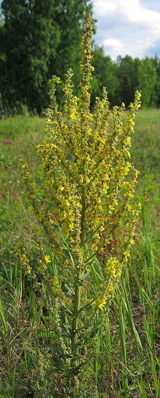 Изображение особи Verbascum lychnitis.