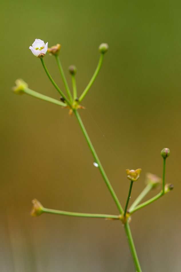 Image of genus Alisma specimen.