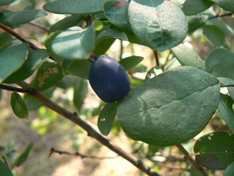 Image of Vaccinium uliginosum specimen.
