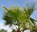 Washingtonia robusta. Листья. Германия, г. Дюссельдорф, Ботанический сад университета. 03.07.2014.