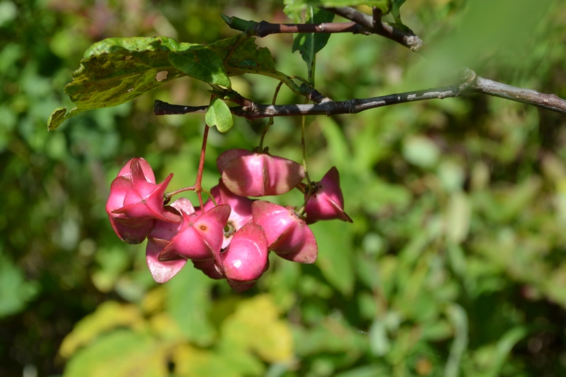 Image of Euonymus miniatus specimen.