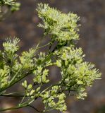 Thalictrum