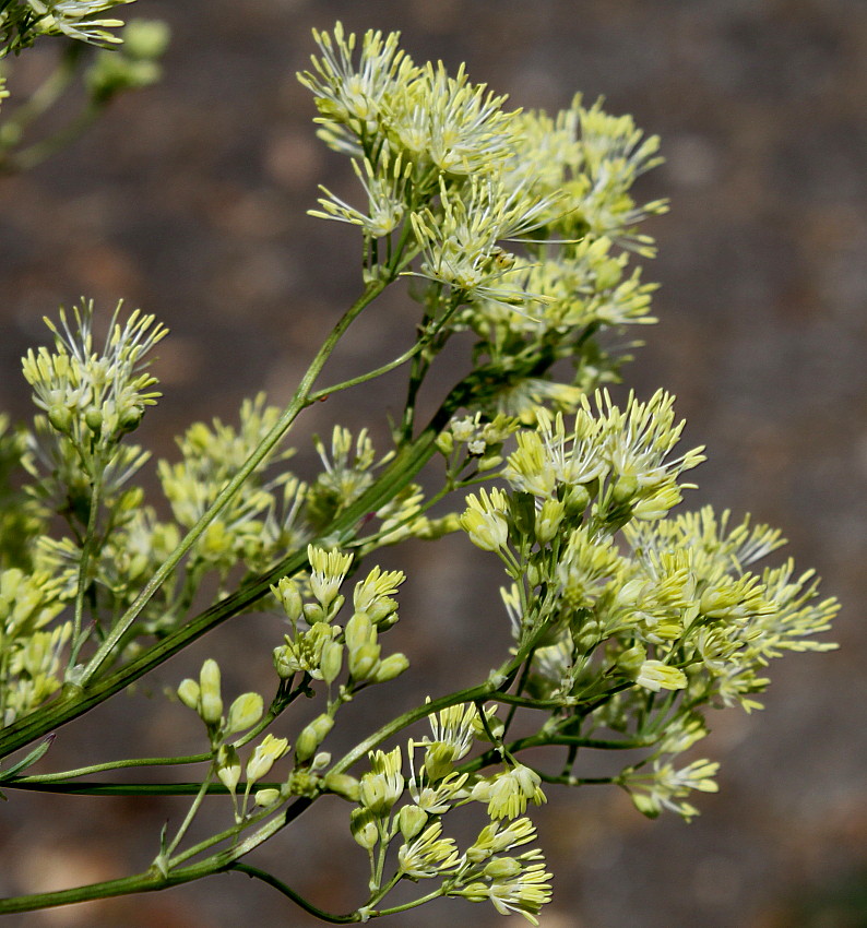 Изображение особи род Thalictrum.