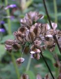 Angelica purpurascens