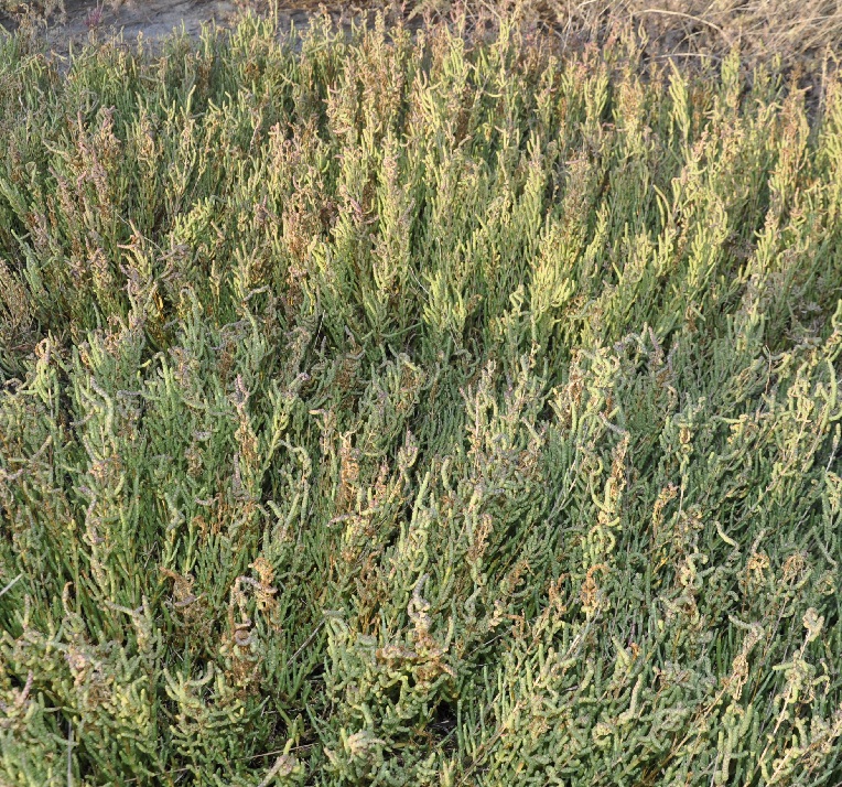 Изображение особи Sarcocornia fruticosa.