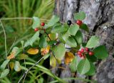 Frangula alnus