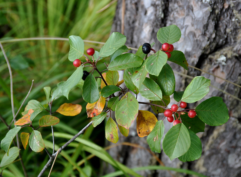 Изображение особи Frangula alnus.