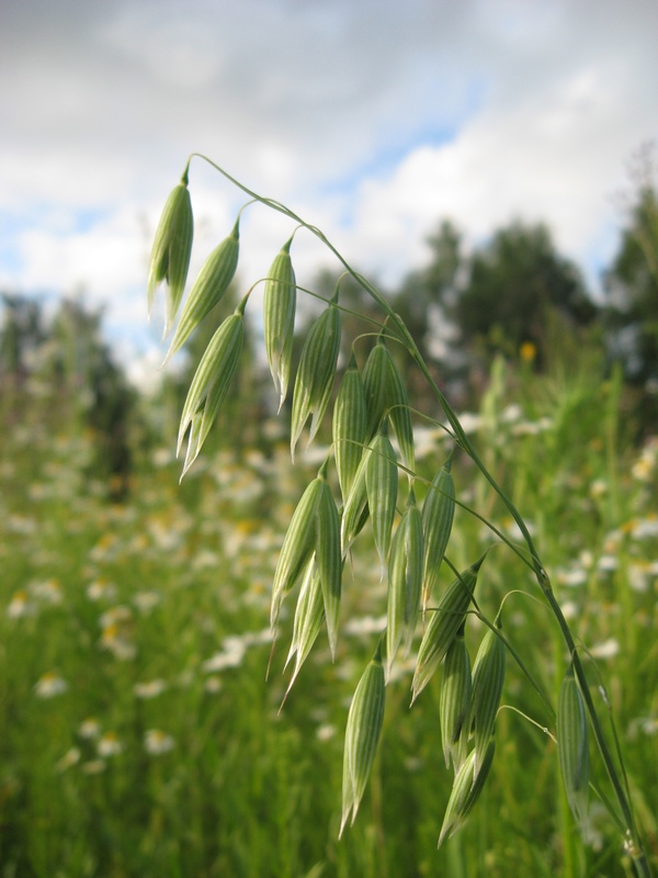 Изображение особи Avena orientalis.