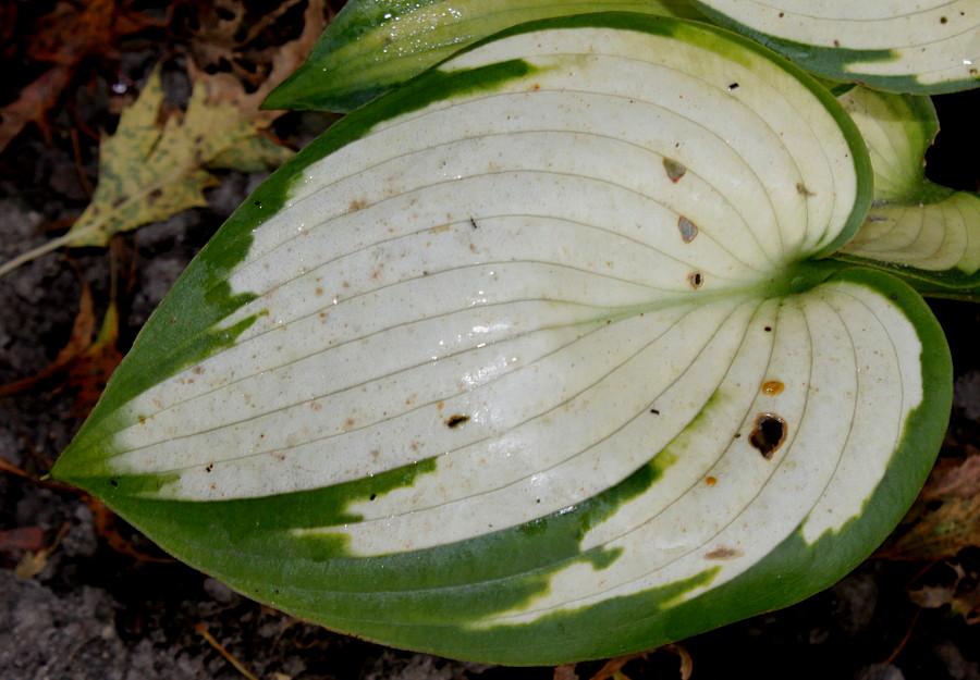 Image of Hosta fortunei specimen.