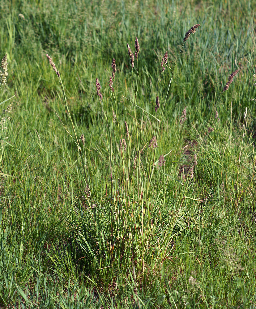 Image of Dactylis glomerata specimen.