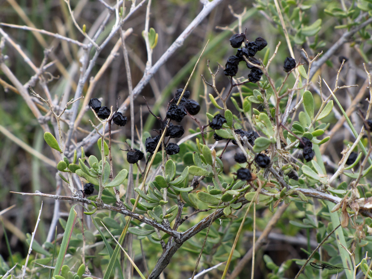 Image of Nitraria sibirica specimen.