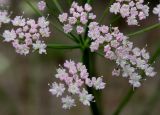 Pimpinella major. Часть соцветия. Германия, г. Крефельд, Ботанический сад. 06.09.2014.