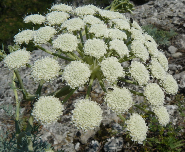 Image of Seseli gummiferum specimen.
