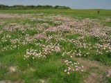 Armeria maritima