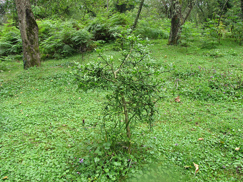 Изображение особи Poncirus trifoliata.