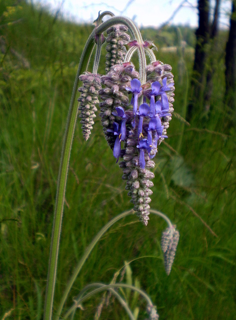 Изображение особи Salvia nutans.