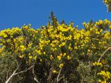 Ulex europaea