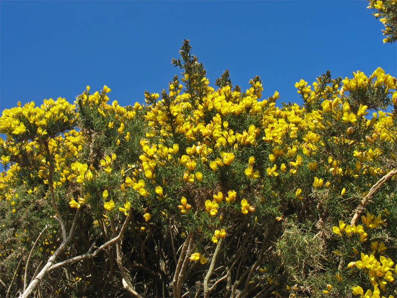 Image of Ulex europaeus specimen.