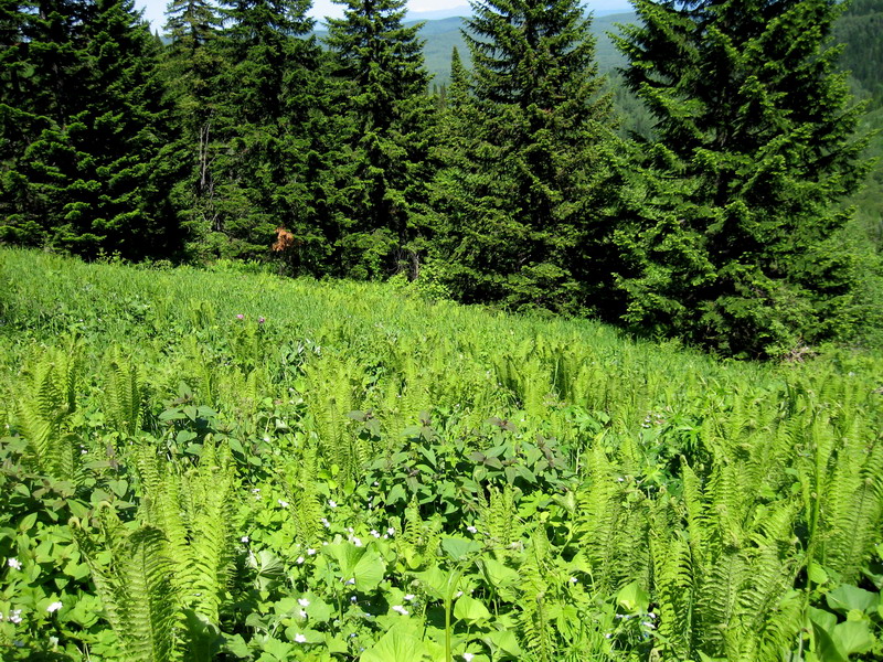 Image of Abies sibirica specimen.