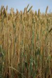 Triticum aestivum. Плодоносящие растения на окраине поля. Белгородская обл., окр. пос. Борисовка, Острасьев Яр. 30.06.2009.