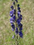 Aconitum baicalense